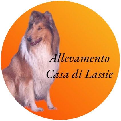 Allevamento Casa di Lassie